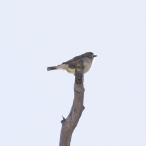 Aphelocephala leucopsis at Michelago, NSW - 16 Aug 2018 12:45 PM