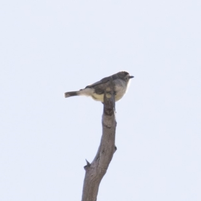 Aphelocephala leucopsis (Southern Whiteface) at Michelago, NSW - 16 Aug 2018 by Illilanga