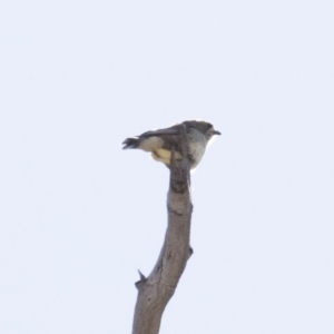 Aphelocephala leucopsis at Michelago, NSW - 16 Aug 2018 12:45 PM