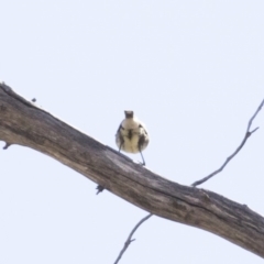 Aphelocephala leucopsis at Michelago, NSW - 16 Aug 2018 12:45 PM