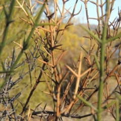 Discaria pubescens (Australian Anchor Plant) at Bonython, ACT - 14 Aug 2018 by michaelb