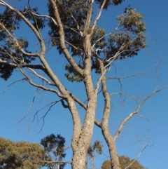 Eucalyptus bridgesiana (Apple Box) at Bonython, ACT - 14 Aug 2018 by MichaelBedingfield