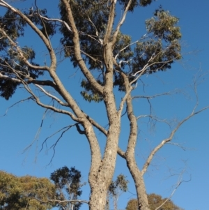 Eucalyptus bridgesiana at Bonython, ACT - 14 Aug 2018