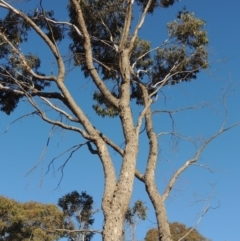 Eucalyptus bridgesiana (Apple Box) at Pine Island to Point Hut - 14 Aug 2018 by michaelb