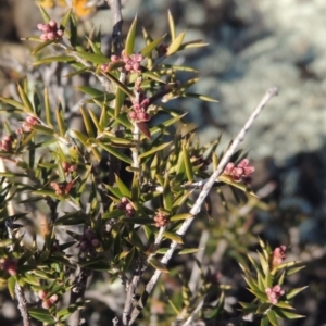 Lissanthe strigosa subsp. subulata at Bonython, ACT - 14 Aug 2018