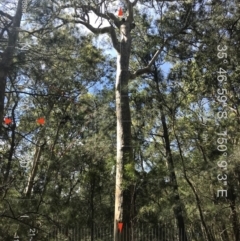 Native tree with hollow(s) (Native tree with hollow(s)) at Mogo State Forest - 21 Aug 2018 by nickhopkins