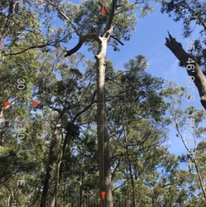 Native tree with hollow(s) at Mogo State Forest - 21 Aug 2018
