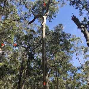 Native tree with hollow(s) at Mogo State Forest - 21 Aug 2018 06:55 AM