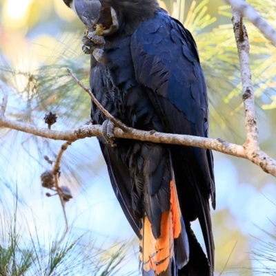 Calyptorhynchus lathami lathami (Glossy Black-Cockatoo) at Undefined - 17 Aug 2018 by CharlesDove