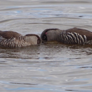 Malacorhynchus membranaceus at Fyshwick, ACT - 17 Aug 2018