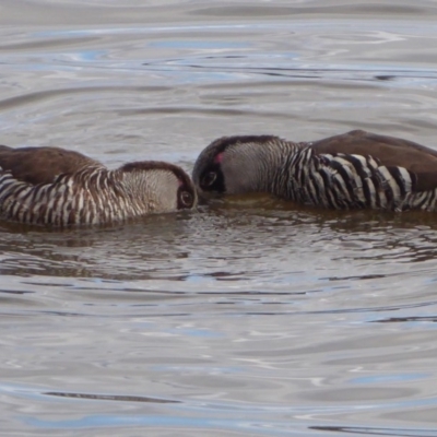 Malacorhynchus membranaceus (Pink-eared Duck) at Jerrabomberra Wetlands - 17 Aug 2018 by Christine