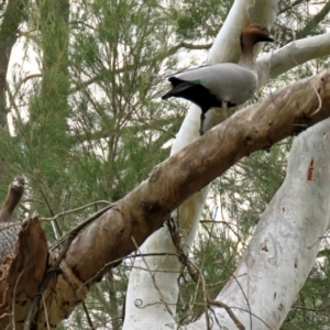 Chenonetta jubata at Acton, ACT - 21 Aug 2018