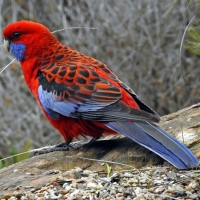 Platycercus elegans (Crimson Rosella) at Acton, ACT - 21 Aug 2018 by RodDeb