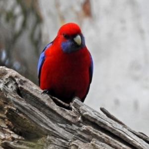 Platycercus elegans at Acton, ACT - 21 Aug 2018