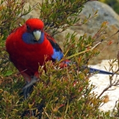 Platycercus elegans at Acton, ACT - 21 Aug 2018