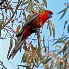 Platycercus elegans at Acton, ACT - 21 Aug 2018