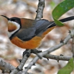 Acanthorhynchus tenuirostris (Eastern Spinebill) at Acton, ACT - 21 Aug 2018 by RodDeb