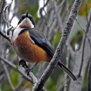 Acanthorhynchus tenuirostris at Acton, ACT - 21 Aug 2018