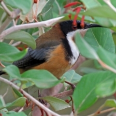 Acanthorhynchus tenuirostris at Acton, ACT - 21 Aug 2018