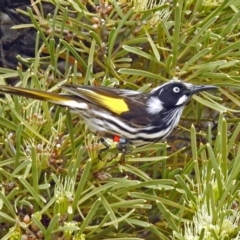 Phylidonyris novaehollandiae (New Holland Honeyeater) at ANBG - 21 Aug 2018 by RodDeb