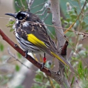 Phylidonyris novaehollandiae at Acton, ACT - 21 Aug 2018 12:17 PM