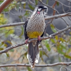 Anthochaera carunculata (Red Wattlebird) at ANBG - 21 Aug 2018 by RodDeb