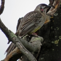 Anthochaera carunculata at Acton, ACT - 21 Aug 2018