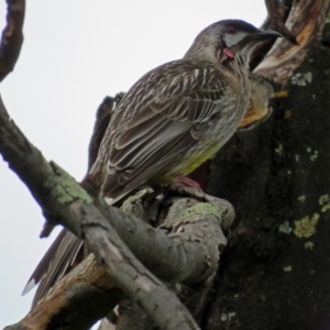 Anthochaera carunculata at Acton, ACT - 21 Aug 2018