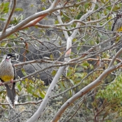 Anthochaera carunculata at Acton, ACT - 21 Aug 2018