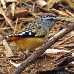 Pardalotus punctatus (Spotted Pardalote) at ANBG - 21 Aug 2018 by RodDeb