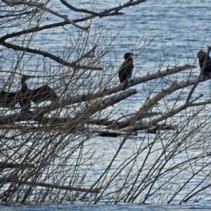 Phalacrocorax carbo at Molonglo Valley, ACT - 21 Aug 2018