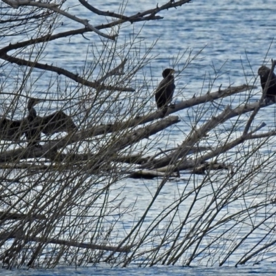 Phalacrocorax carbo (Great Cormorant) at Lake Burley Griffin West - 21 Aug 2018 by RodDeb