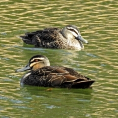 Anas superciliosa (Pacific Black Duck) at Lake Burley Griffin West - 21 Aug 2018 by RodDeb