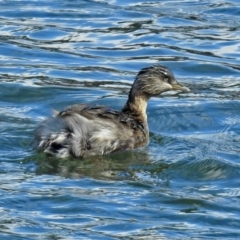 Poliocephalus poliocephalus (Hoary-headed Grebe) at Lake Burley Griffin West - 21 Aug 2018 by RodDeb