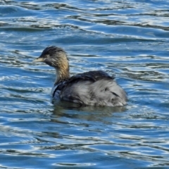 Poliocephalus poliocephalus at Molonglo Valley, ACT - 21 Aug 2018