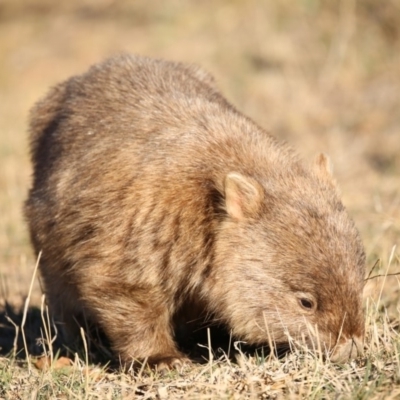 Vombatus ursinus (Common wombat, Bare-nosed Wombat) at Booth, ACT - 16 Aug 2018 by Jek
