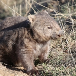 Vombatus ursinus at Booth, ACT - 21 Aug 2018 03:36 PM