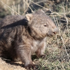 Vombatus ursinus (Common Wombat, Bare-nosed Wombat) at Booth, ACT - 21 Aug 2018 by Jek