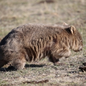 Vombatus ursinus at Booth, ACT - 21 Aug 2018 03:36 PM