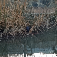 Hydromys chrysogaster (Rakali or Water Rat) at Kingston, ACT - 16 Aug 2018 by Suzyk