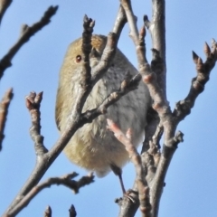 Acanthiza pusilla (Brown Thornbill) at Tennent, ACT - 22 Aug 2018 by JohnBundock