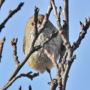 Acanthiza pusilla at Tennent, ACT - 22 Aug 2018 08:46 AM