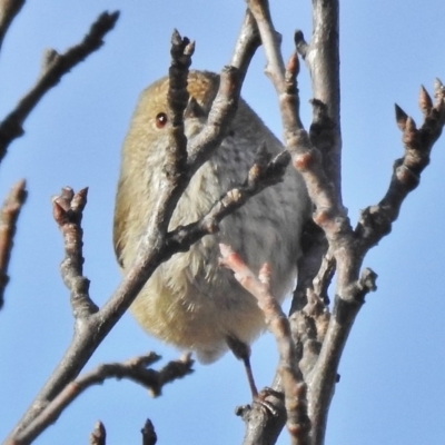 Acanthiza pusilla (Brown Thornbill) at Tennent, ACT - 21 Aug 2018 by JohnBundock