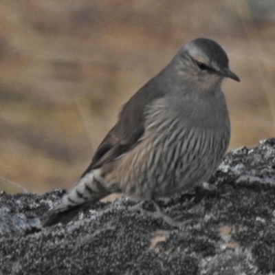 Climacteris picumnus victoriae (Brown Treecreeper) at Tennent, ACT - 21 Aug 2018 by JohnBundock