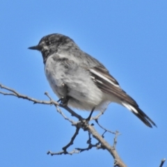 Melanodryas cucullata (Hooded Robin) at Tennent, ACT - 22 Aug 2018 by JohnBundock