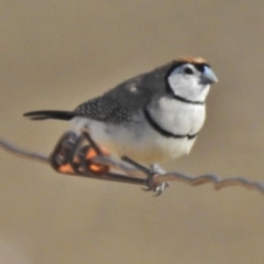 Stizoptera bichenovii (Double-barred Finch) at Tennent, ACT - 22 Aug 2018 by JohnBundock