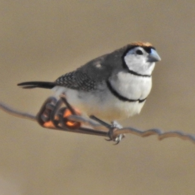 Stizoptera bichenovii (Double-barred Finch) at Tennent, ACT - 22 Aug 2018 by JohnBundock