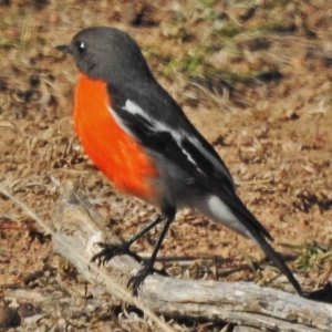 Petroica phoenicea at Tennent, ACT - 22 Aug 2018 10:17 AM