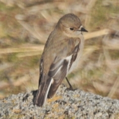 Petroica phoenicea (Flame Robin) at Tennent, ACT - 22 Aug 2018 by JohnBundock