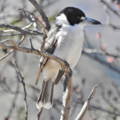 Cracticus torquatus (Grey Butcherbird) at Tennent, ACT - 21 Aug 2018 by JohnBundock